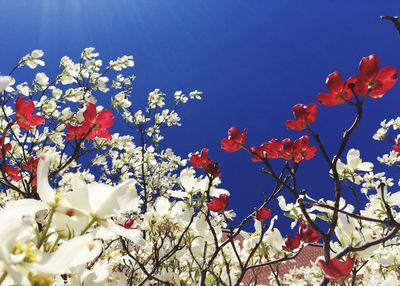 Low angle view of pink flowers