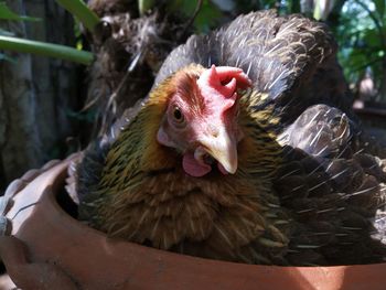 Close-up of a duck