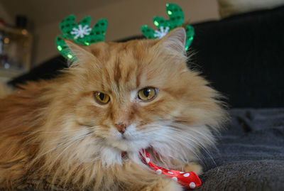 Close-up of cat