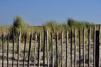 Close-up of tall grass against clear sky