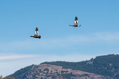 Low angle view of seagulls flying in sky