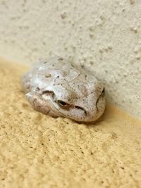 Close-up of lizard on sand