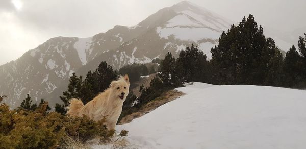 View of a dog on snowcapped mountain