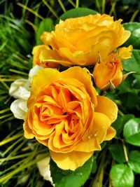 Close-up of orange rose