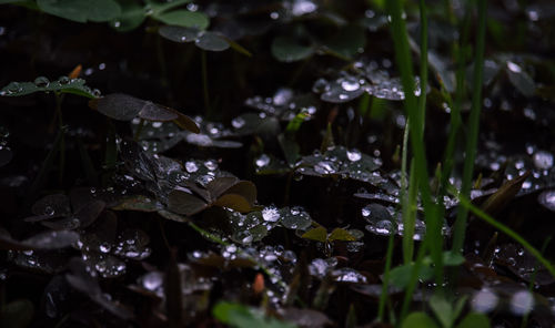 Close-up of wet leaves during rainy season