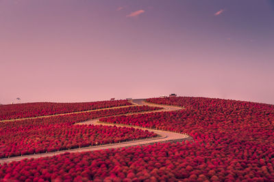 Red flowers on field against sky