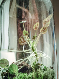 Close-up of plants seen through glass window