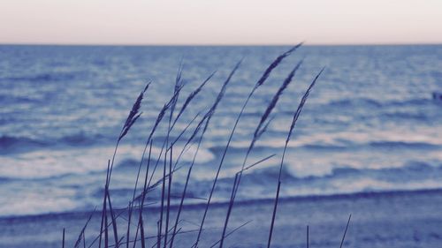 Close-up of plant against sea