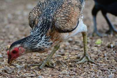 Close-up of a bird