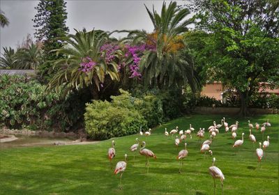 View of birds in park