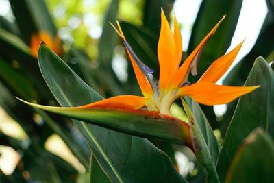 Close-up of orange flowering plant