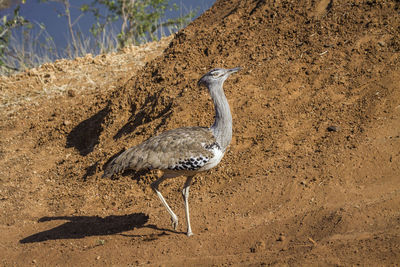 View of bird on sand