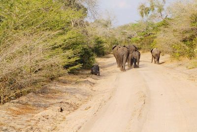 View of elephants walking on landscape