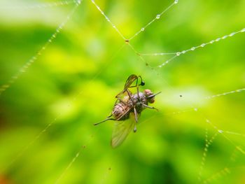 Close-up of flies on web