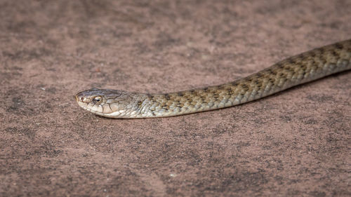 Close-up of lizard on land