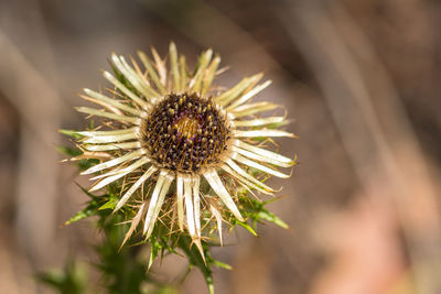 Close-up of wilted plant
