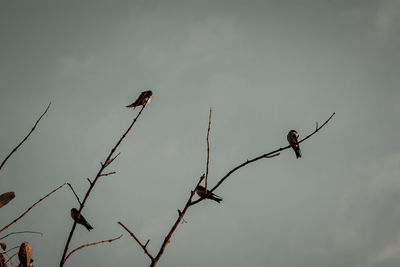 Low angle view of bird perching on tree