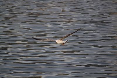 Bird in water