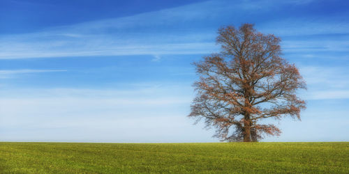 Tree in field against sky