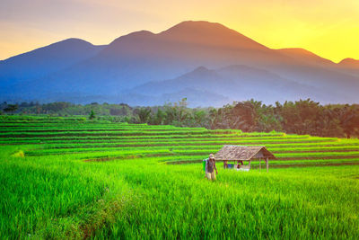 A farmer who is working in a rice field area in a small village in the morning