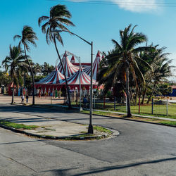 Palm trees against clear sky