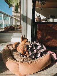 Portrait of dog sitting  at home