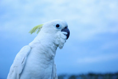 Close-up of a parrot