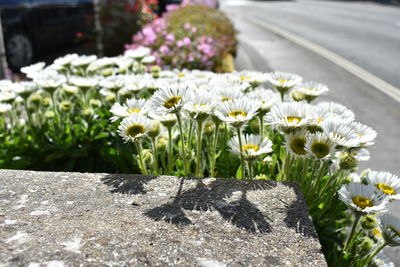 Close-up of white flowering plant