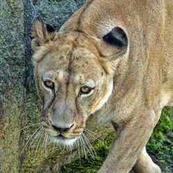 Close-up portrait of lion