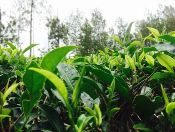 Close-up of fresh green plants in field