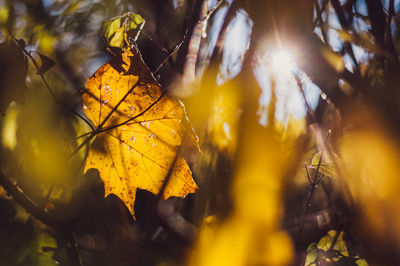 Close-up of yellow maple leaves during autumn