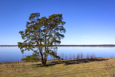 Tree by lake against clear blue sky