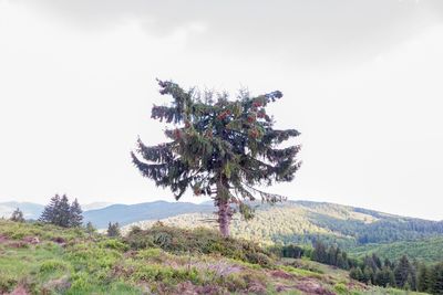 Pine tree on field against sky