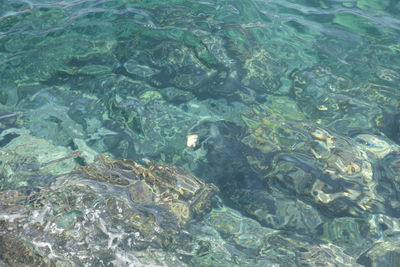 High angle view of fish swimming in water