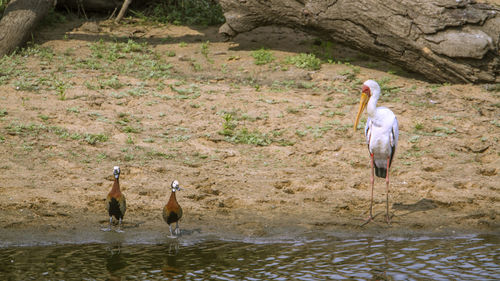 Two birds in a lake