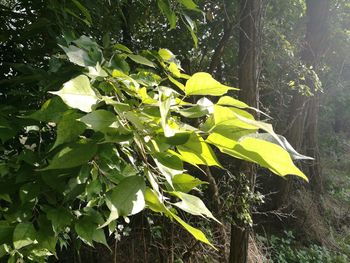 Close-up of green leaves on plant