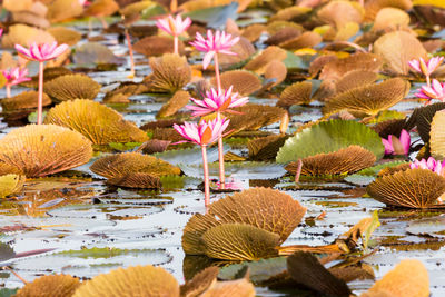 Close-up of lotus water lily in lake