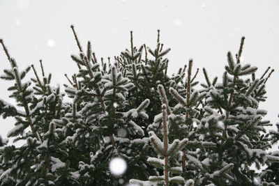 Low angle view of plants against sky
