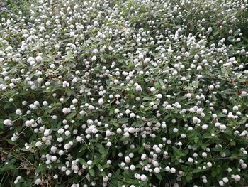 Close-up of white flowers blooming outdoors