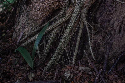 Close-up of tree trunk in forest