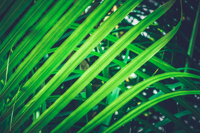 Full frame shot of raindrops on grass