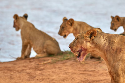 Pride of lions with cubs