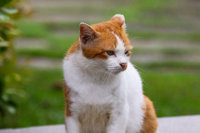 Close-up of a cat looking away
