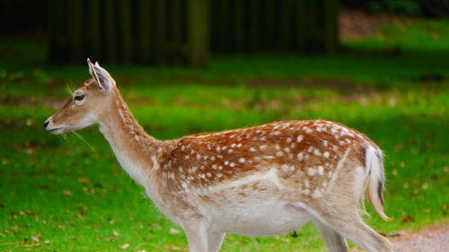 Side view of deer standing on field