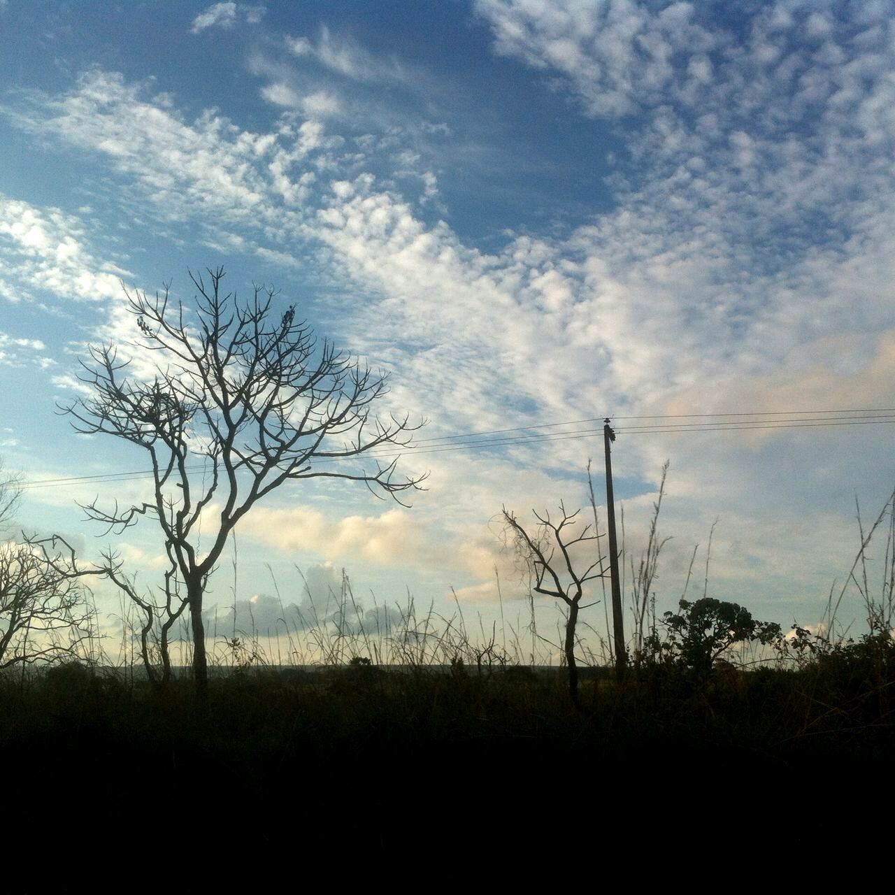 SILHOUETTE OF BARE TREES AGAINST SKY