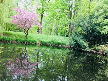 Scenic view of lake amidst trees in forest