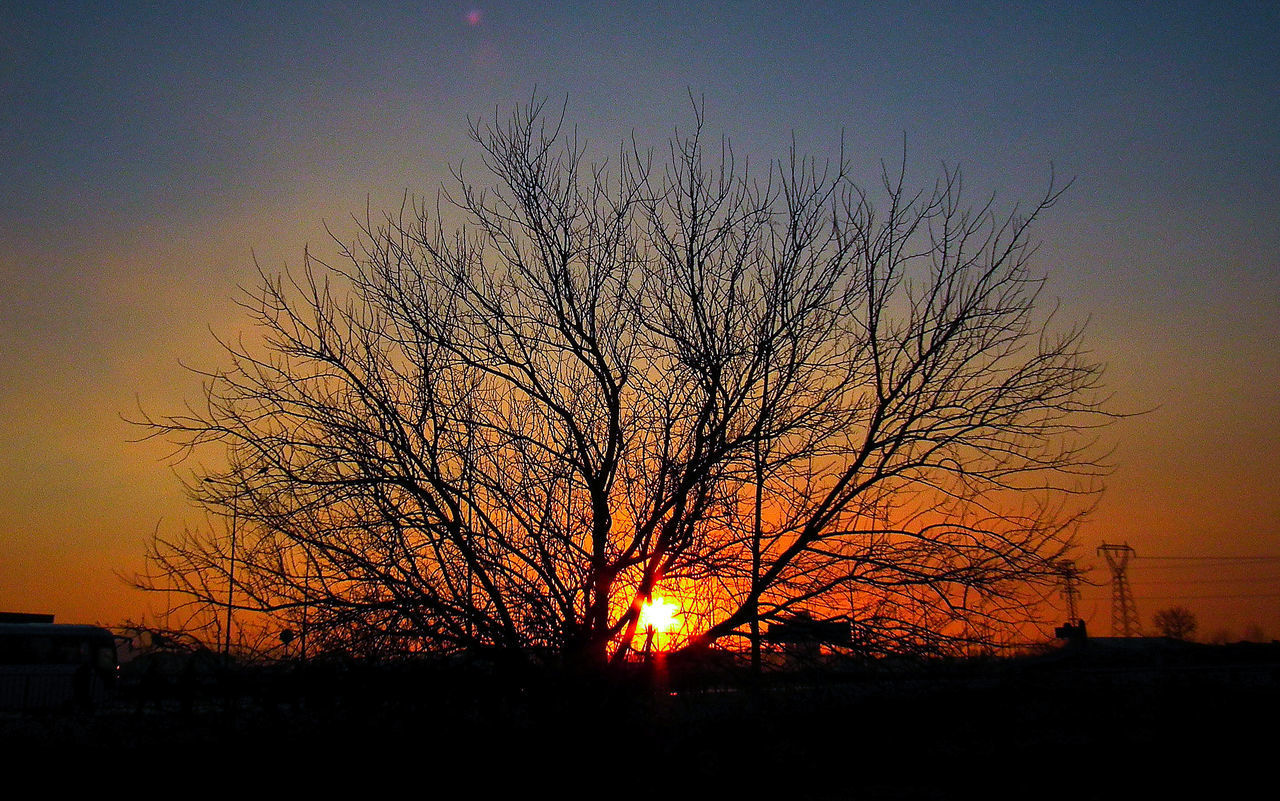 SILHOUETTE BARE TREE AGAINST ORANGE SKY