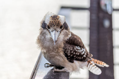 Close-up of bird perching outdoors