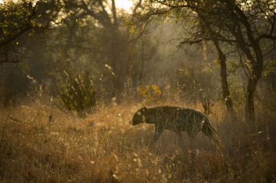 Hyena walking on grass in forest