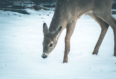 White-tailed deer on snow covered field during snowfall